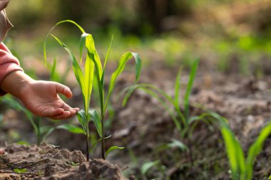 Yeşillik yetiştirme verimli toprak doğasında taze mısır filizleri ekme yakın çevre tarımsal uygulamalar oluşturma