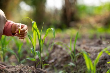 Sağlıklı mısır bitkileri yetiştirmek halk bahçeleri. Yakın çekim sürdürülebilir tarım manzarası.