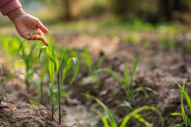 Büyüyen çocuğu yetiştirmek doğada mısır filizlendirmek tarımsal çevre yakın çekim dayanıklılık kavramı