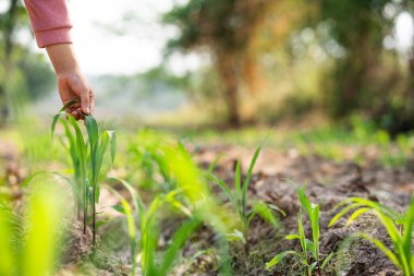 Bereketli toprak tarlasına taze mısır filizleri ekme doğa çevre bereketli yakın çekim büyüme kavramı