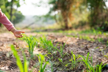 Büyüyen tohumları besliyor. Açık hava güneşli ortama yakın bir alanda tohumlar ekiyor.