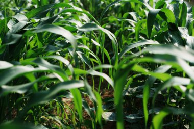 Fırsatlar hasat ediliyor mısır tarlaları kırsal doğa yeşil çevre yakın çekim büyüme kavramı