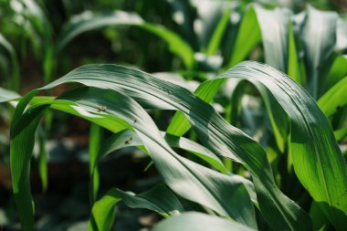 Sağlıklı mısır bitkileri yetiştirmek tarımsal alan doğası çevreye yakın, sürdürülebilir tarım perspektifi