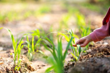 Mısır fideleri ekiyorum tarımsal alan doğa yakın çevre perspektifi sürdürülebilir tarım kavramı