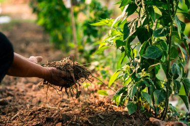 Sürdürülebilir bir toprak zenginleştirme teknikleri için tohum ekme organik tarım kırsal çevre yakın görünüm