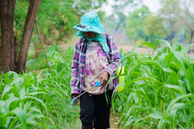 Ekinleri hasat eden çiftçi, kırsal alanda tarım arazisi. Doğada sıkı çalışma.