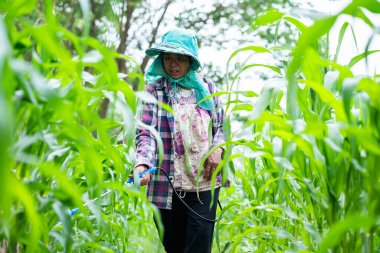 Sebze hasadı yerel çiftlik yemyeşil çevre tarımsal uygulamalara yakın görüş