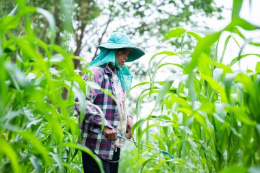 Mısır ekimi yetiştiren çiftçi kırsal alanda yemyeşil çevre yakından tarımsal uygulamalar