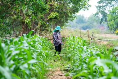 Yeşillik tarlalarda ekinlerle ilgilenen mısır yetiştiriciliği tarım manzarasını yakınlaştırıyor.