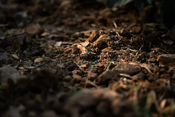 Doğanın saklı harikalarını araştırmak toprak ekosistem orman zemininde makro doğal çevre yakın biyolojik çeşitlilik
