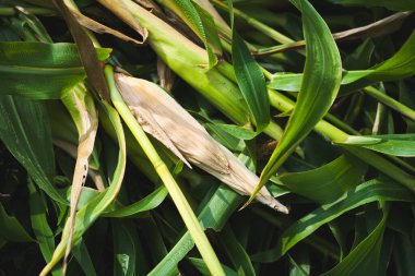 Yeşil mısır hasadı tarım alanından ayrılır. Doğal çevre kuşlarının bakış açısı sürdürülebilirlik sağlar.