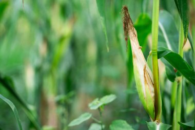 Tarımsal alanlardaki mısır toplama süreci yakın plan doğa yemyeşil çevre