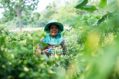 Topluluk hasat etkinliği yerel tarım faaliyetleri yeşil çevreye yakın sürdürülebilir uygulamalar
