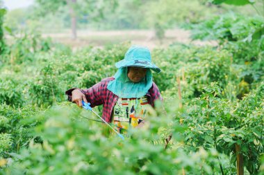 Yeşillik alanlarda sebze hasat etmek kırsal alanda yeşil çevre yakın tarım ve sürdürülebilirlik