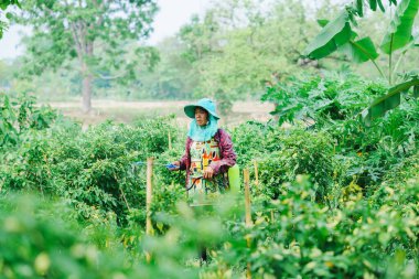Yeşillik yetiştiren çiftçiler yemyeşil tarlalarda ekinlerle ilgileniyorlar kırsal kesimde doğa ortamı oluşturuyorlar.