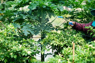 Yeşillik bir bahçedeki papaya bitkilerine tarım ilaçları uygulamak tropikal çevreye yakın görüş