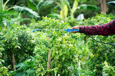 Sağlıklı bitkiler için ekin ilaçlama teknikleri organik tarım rehberi çevreyi yemyeşil, sürdürülebilir uygulamalar
