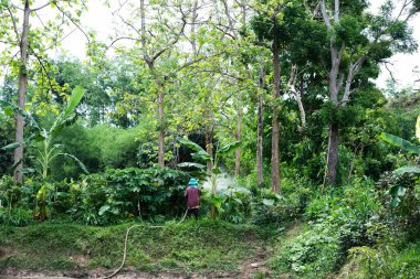 Yeşillik yeşili orman kırsal kesimde bahçıvanlık faaliyetleri. Doğa manzarası. Barışçıl çevre.