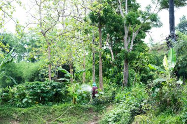 Bahçecilik faaliyeti tropikal orman yemyeşil zemin seviyesinde sürdürülebilir yaşam