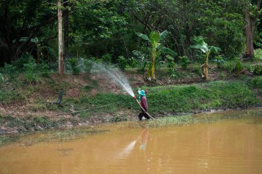 Yeşillik yeşil arazide sulama ürünleri pirinç tarımı tarım faaliyetleri kırsal alanda sürdürülebilir tarım.
