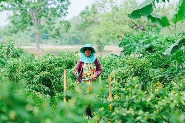 Bahçe işleriyle uğraşan yaşlı bir kadın yemyeşil çiftlikte ekinlerle ilgileniyor açık hava yaşam tarzı konsepti