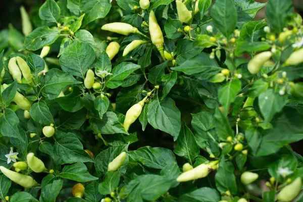 Yeşil biber hasadı yerel çiftlik doğası yemyeşil çevre yakın plan tarım ödülü