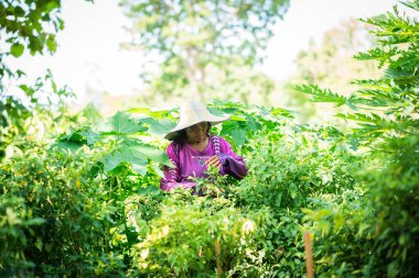 Bahçıvan yemyeşil bahçedeki sebzeleri hasat ediyor kırsal alanda parlak bir gün yakın plan organik tarım