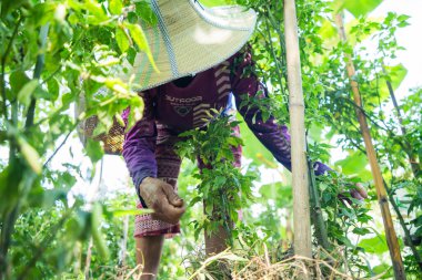 Taze sebze hasadı yerel tarım sahnesi güneşli çevre yakın çekim sürdürülebilir tarım uygulamaları