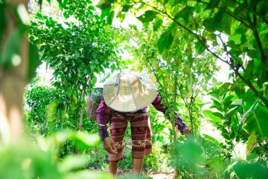 Ürün eken çiftçi, verimli bahçedeki bitkilerle ilgileniyor. Kırsal kesime yakın, sürdürülebilir tarım perspektifi kuruyor.