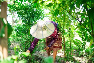 Yeşillik bir bahçede sebze hasat ederek kırsal alanda fotoğraf çekerek güpegündüz sürdürülebilir tarım uygulamalarını yakından çekerek.