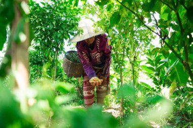 Taze şifalı bitkiler, bahçe yaşam tarzı fotoğrafçılık, canlı yeşillik yakın plan sürdürülebilir uygulamalar.