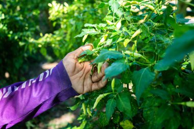 Taze yeşil biber hasadı tarla fotoğrafçılığı güneş ışığıyla aydınlatılmış çevre yakın çekim sürdürülebilir tarım uygulamaları