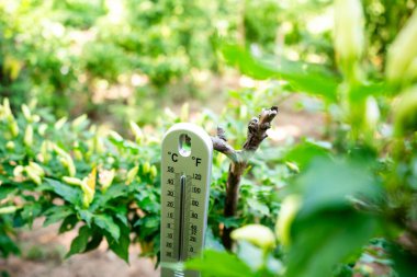 Sera tarım ortamında sıcaklık gözlemi doğa fotoğrafçılığı verimli bir çevre yakın bakış açısı