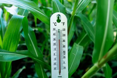 Mısır tarlasında sıcaklık ölçümü. Bilimsel analiz. Yakın çekim iklim etkisi.