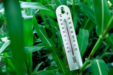 Ekinlerin sıcaklığını ölçen tarımsal alan fotoğrafsal görüntü dış çevre yakın iklim etkisi