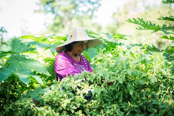 Yeşillik bir bahçede taze sebze hasatı. Açık hava fotoğrafçılığı. Yakın plan, sürdürülebilir yaşam.