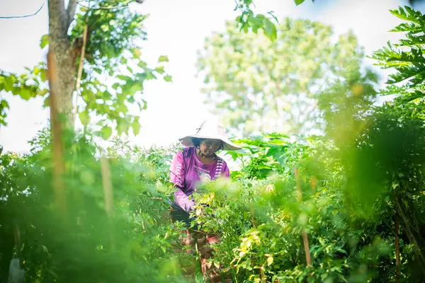 Yeşillik toplayan kadın, verimli bahçe sahnesinde bitkiler topluyor. Canlı atmosfer, sürdürülebilir yaşam manzarası.