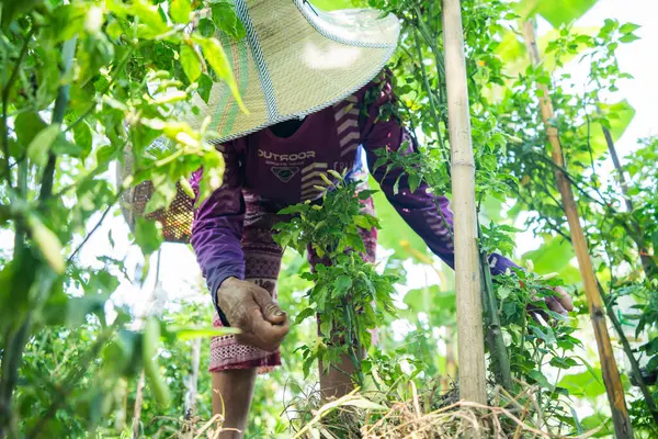 Taze sebze hasadı yerel tarım sahnesi güneşli çevre yakın çekim sürdürülebilir tarım uygulamaları