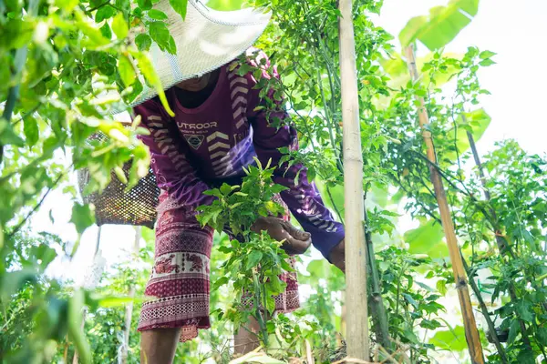 Taze otlar hasat ediliyor. Toplu bahçe fotoğrafçılığı. Çevre koşulları, sürdürülebilir tarım.