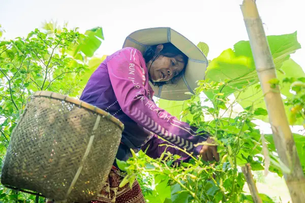 Taze sebze hasadı kırsal tarım yaşam tarzı fotoğrafçılığı yakın plan tarım uygulamaları