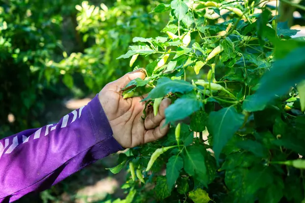 Taze yeşil biber hasadı tarla fotoğrafçılığı güneş ışığıyla aydınlatılmış çevre yakın çekim sürdürülebilir tarım uygulamaları