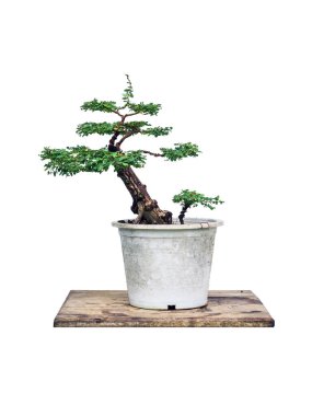 Bonsai yapımında kullanılan plastik kaptaki Phyllodium pulchellum..