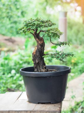 Bonsai yapımında kullanılan plastik kaptaki Phyllodium pulchellum..