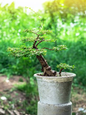 Bonsai yapımında kullanılan plastik kaptaki Phyllodium pulchellum..