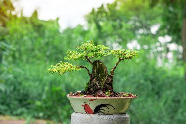 Bonsai yapımında kullanılan seramik kaptaki Phyllodium pulchellum..