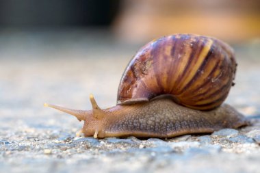 Kabuklu bir salyangozu kapat. Seçmeli odak.