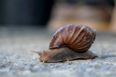 Kabuklu bir salyangozu kapat. Seçmeli odak.