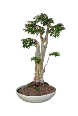 Bonsai yapımında kullanılan seramik kaplarda Phyllodium pulchellum.