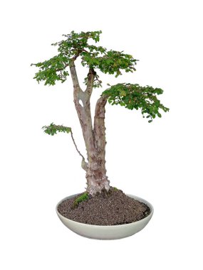 Bonsai yapımında kullanılan seramik kaplarda Phyllodium pulchellum.