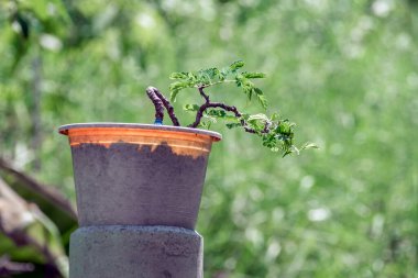 Tohumlardan yetişen demirhindi ağaçları hayal edildiği gibi şekillenebilir. Bonsai yap.